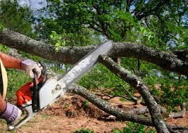 Why Choose Our Tree Removal Services in Baxter, MN?