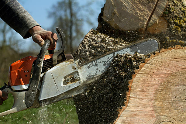  Baxter, MN Tree Services Pros